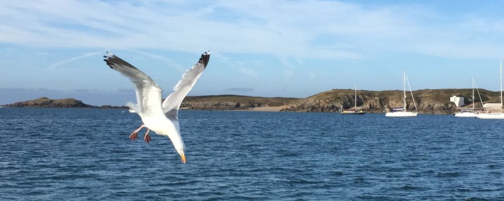 mouette