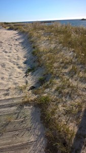 WP_20160715_19_26_16_Pro